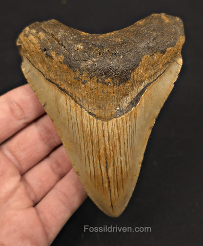 4.42" Fossil Megalodon Tooth - North Carolina | Fossil Driven - Fossil Driven