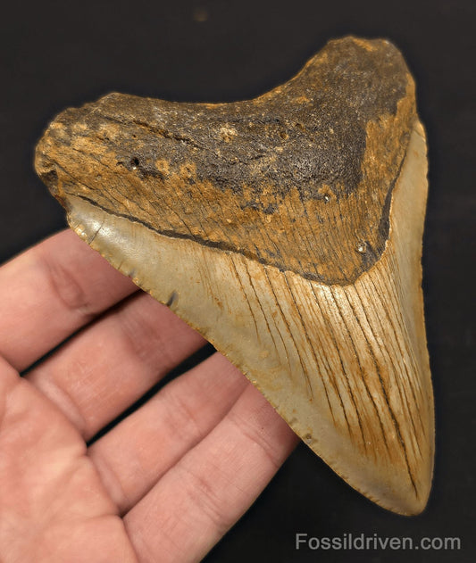 4.42" Fossil Megalodon Tooth - North Carolina | Fossil Driven - Fossil Driven