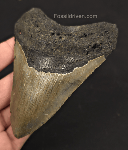 4.42" Fossil Megalodon Tooth - North Carolina | Fossil Driven - Fossil Driven