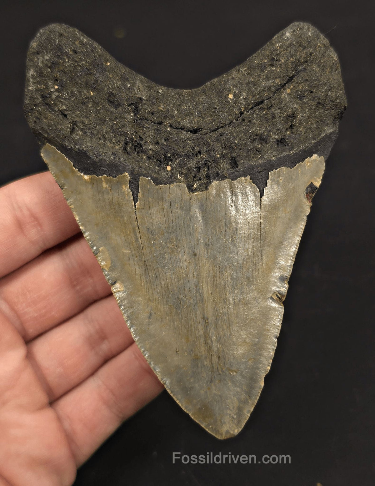 4.42" Megalodon Tooth Fossil - North Carolina | Fossil Driven - Fossil Driven