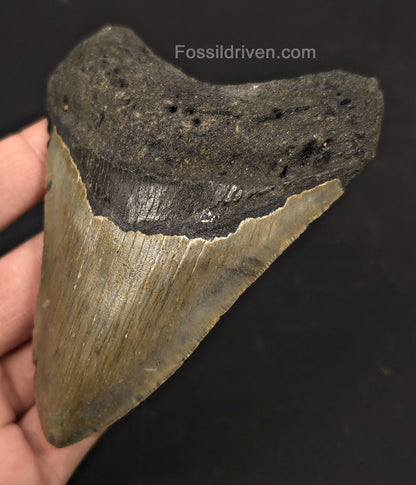 4.42" Megalodon Tooth Fossil - North Carolina | Fossil Driven - Fossil Driven