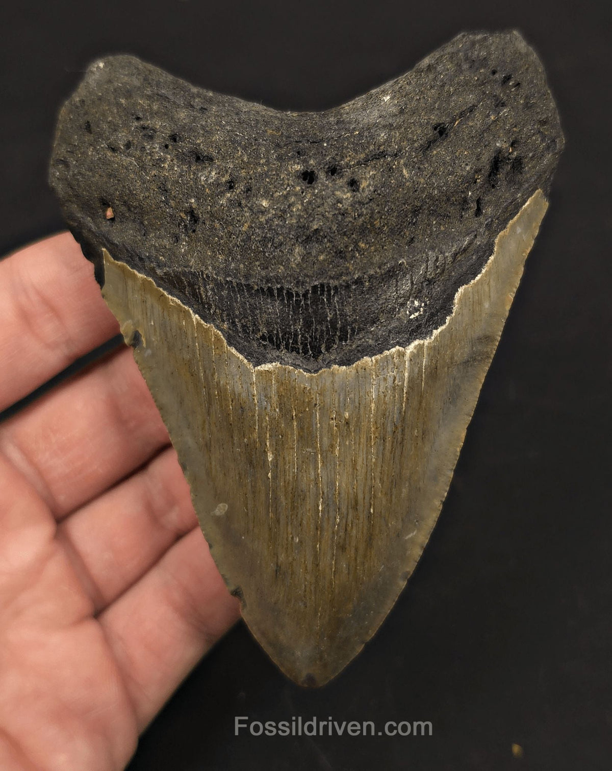 4.42" Megalodon Tooth Fossil - North Carolina | Fossil Driven - Fossil Driven