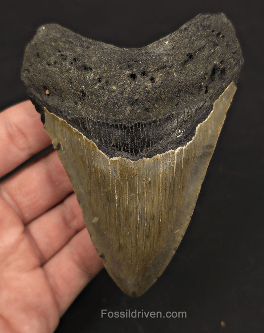 4.42" Megalodon Tooth Fossil - North Carolina | Fossil Driven - Fossil Driven