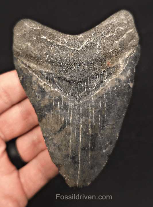 4.42" Venice Megalodon Tooth - Serrated - Authentic Fossil Shark Tooth - Fossil Driven