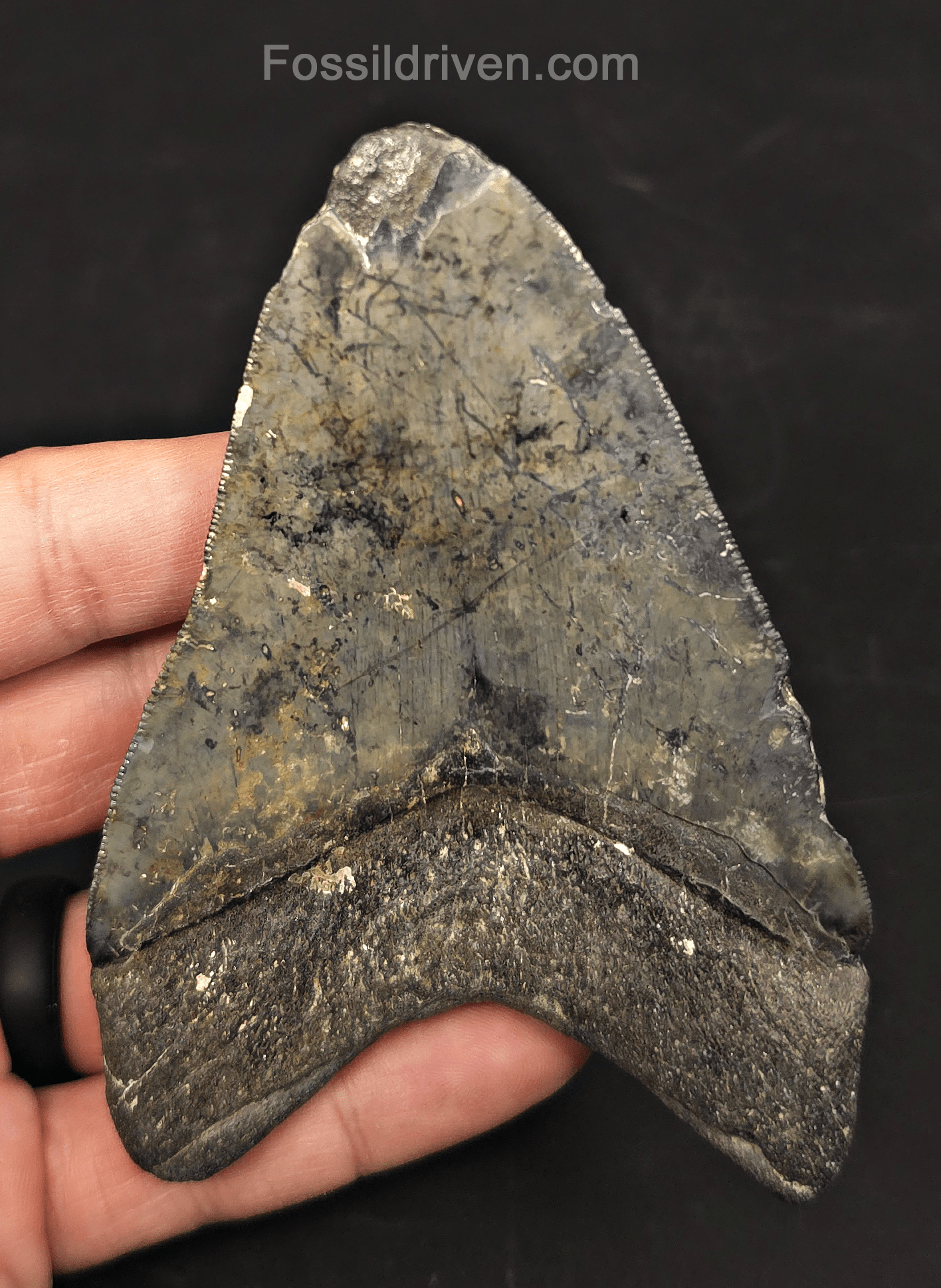 4.42" Venice Megalodon Tooth - Serrated - Authentic Fossil Shark Tooth - Fossil Driven