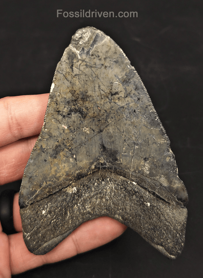 4.42" Venice Megalodon Tooth - Serrated - Authentic Fossil Shark Tooth - Fossil Driven