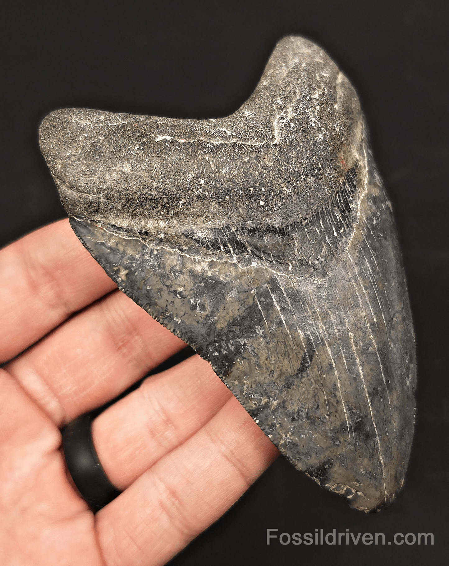 4.42" Venice Megalodon Tooth - Serrated - Authentic Fossil Shark Tooth - Fossil Driven