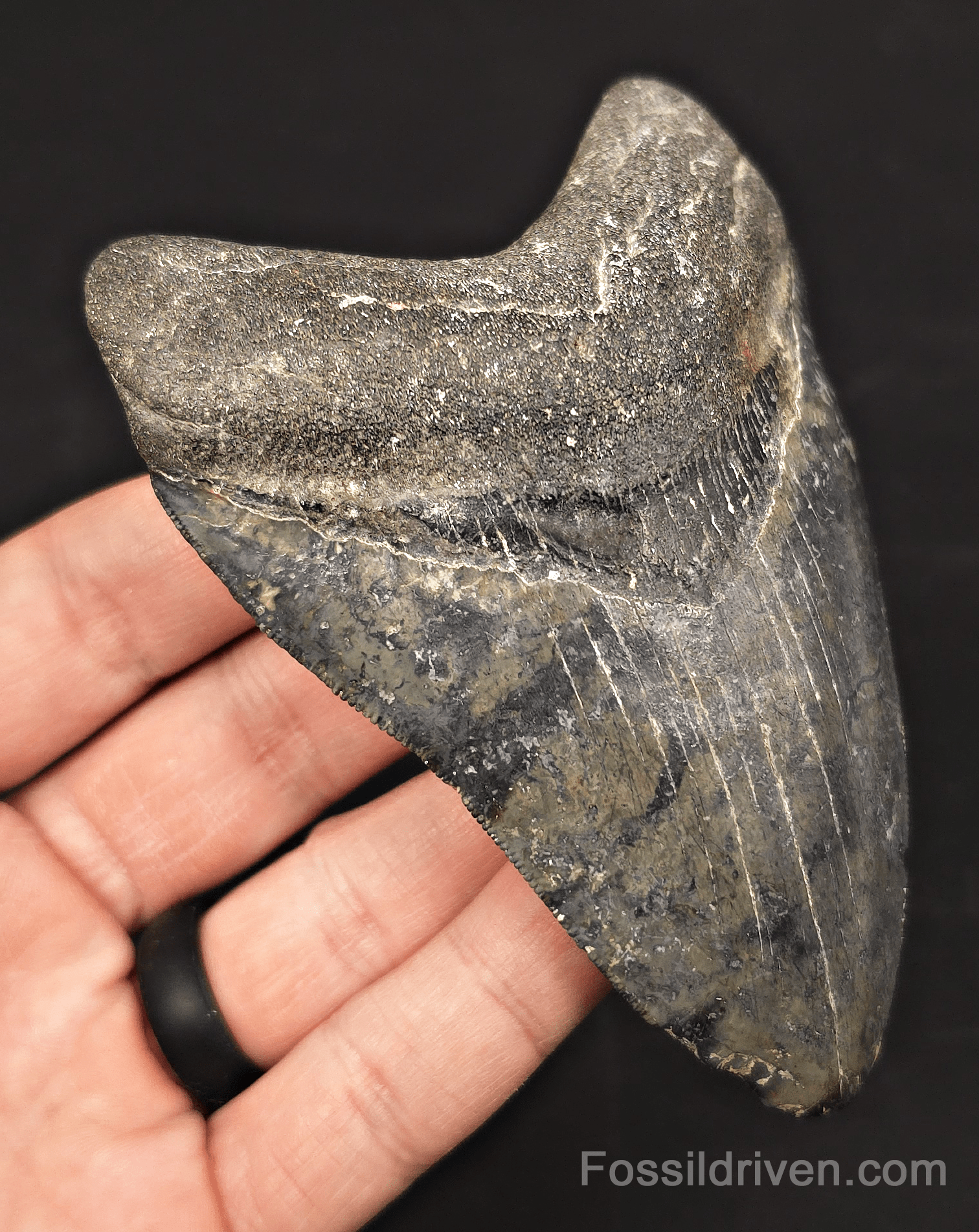 4.42" Venice Megalodon Tooth - Serrated - Authentic Fossil Shark Tooth - Fossil Driven