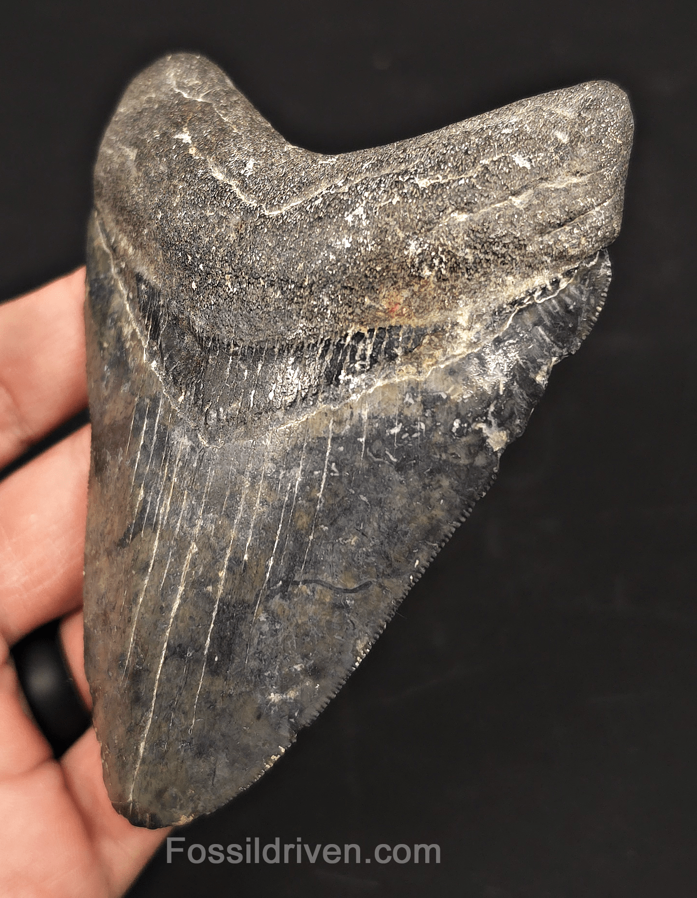 4.42" Venice Megalodon Tooth - Serrated - Authentic Fossil Shark Tooth - Fossil Driven