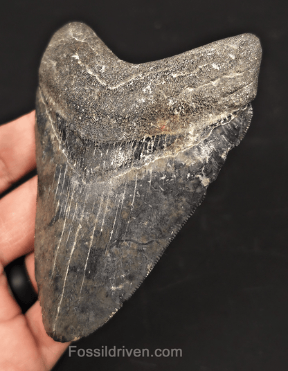 4.42" Venice Megalodon Tooth - Serrated - Authentic Fossil Shark Tooth - Fossil Driven