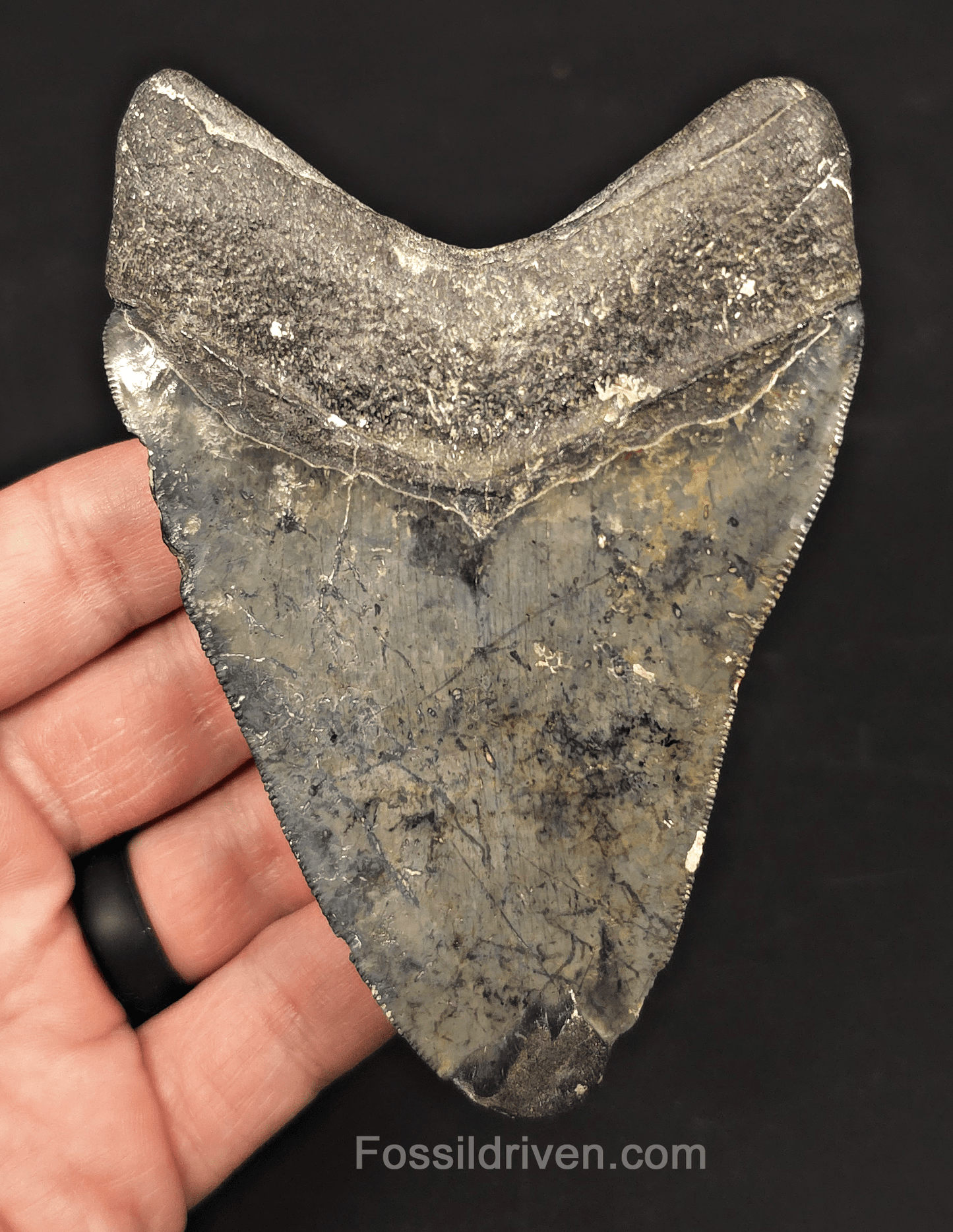 4.42" Venice Megalodon Tooth - Serrated - Authentic Fossil Shark Tooth - Fossil Driven