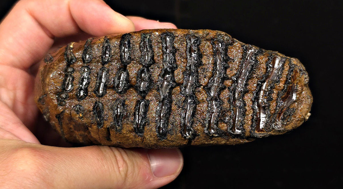 4.44" Fossil Woolly Mammoth Tooth – North Sea - Fossil Driven