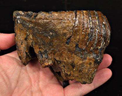 4.44" Fossil Woolly Mammoth Tooth – North Sea - Fossil Driven
