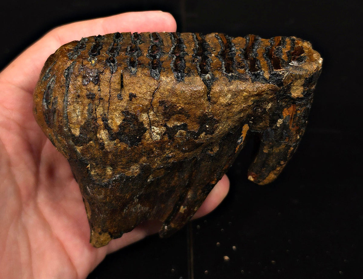 4.44" Fossil Woolly Mammoth Tooth – North Sea - Fossil Driven