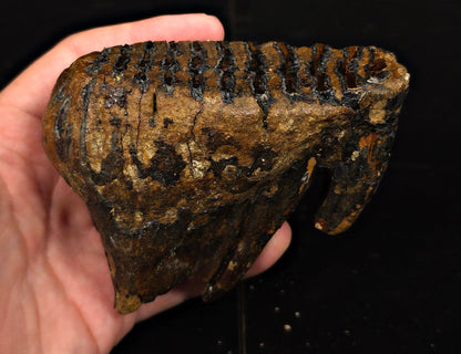 4.44" Fossil Woolly Mammoth Tooth – North Sea - Fossil Driven