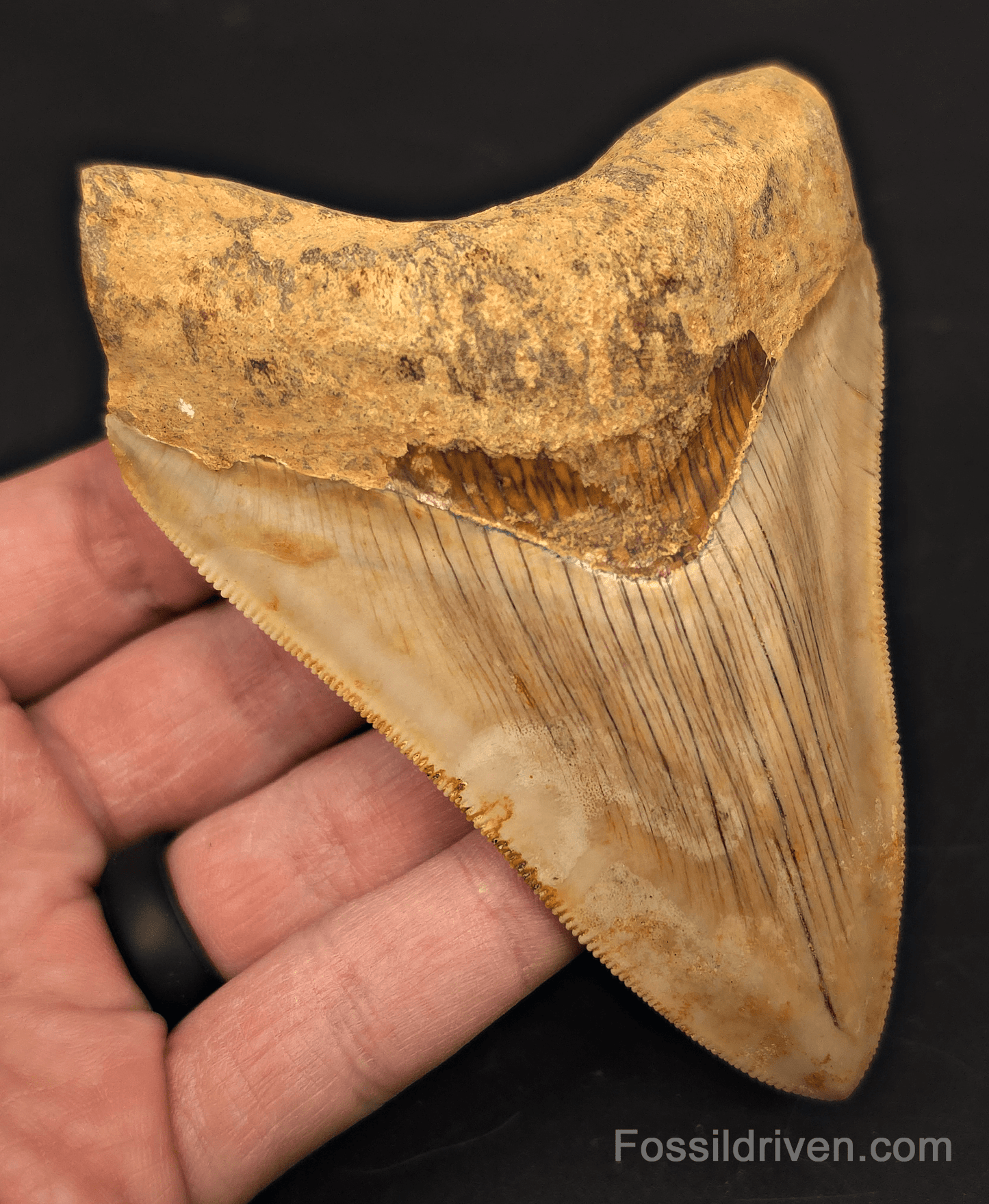 4.47" Fossil Megalodon Tooth for Sale - Java, Indonesia | Fossil Driven - Fossil Driven