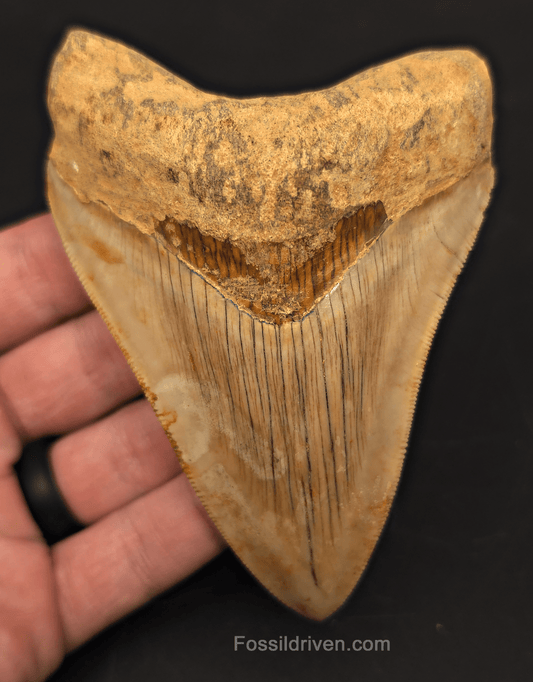 4.47" Fossil Megalodon Tooth for Sale - Java, Indonesia | Fossil Driven - Fossil Driven