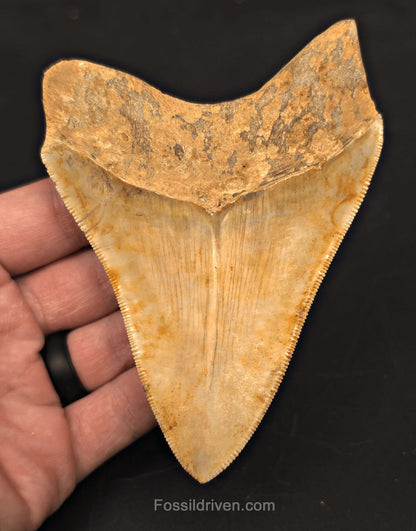 4.47" Fossil Megalodon Tooth - Java, Indonesia | Fossil Driven - Fossil Driven