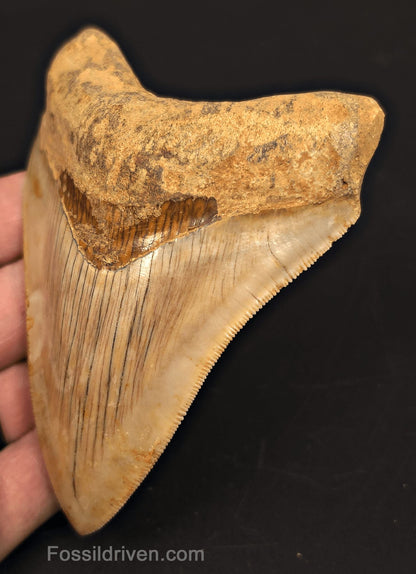 4.47" Fossil Megalodon Tooth - Java, Indonesia | Fossil Driven - Fossil Driven