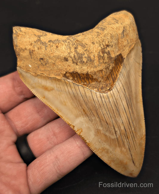 4.47" Fossil Megalodon Tooth - Java, Indonesia | Fossil Driven - Fossil Driven