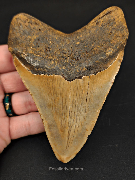 4.48" Fossil Megalodon Tooth - North Carolina | Fossil Driven - Fossil Driven