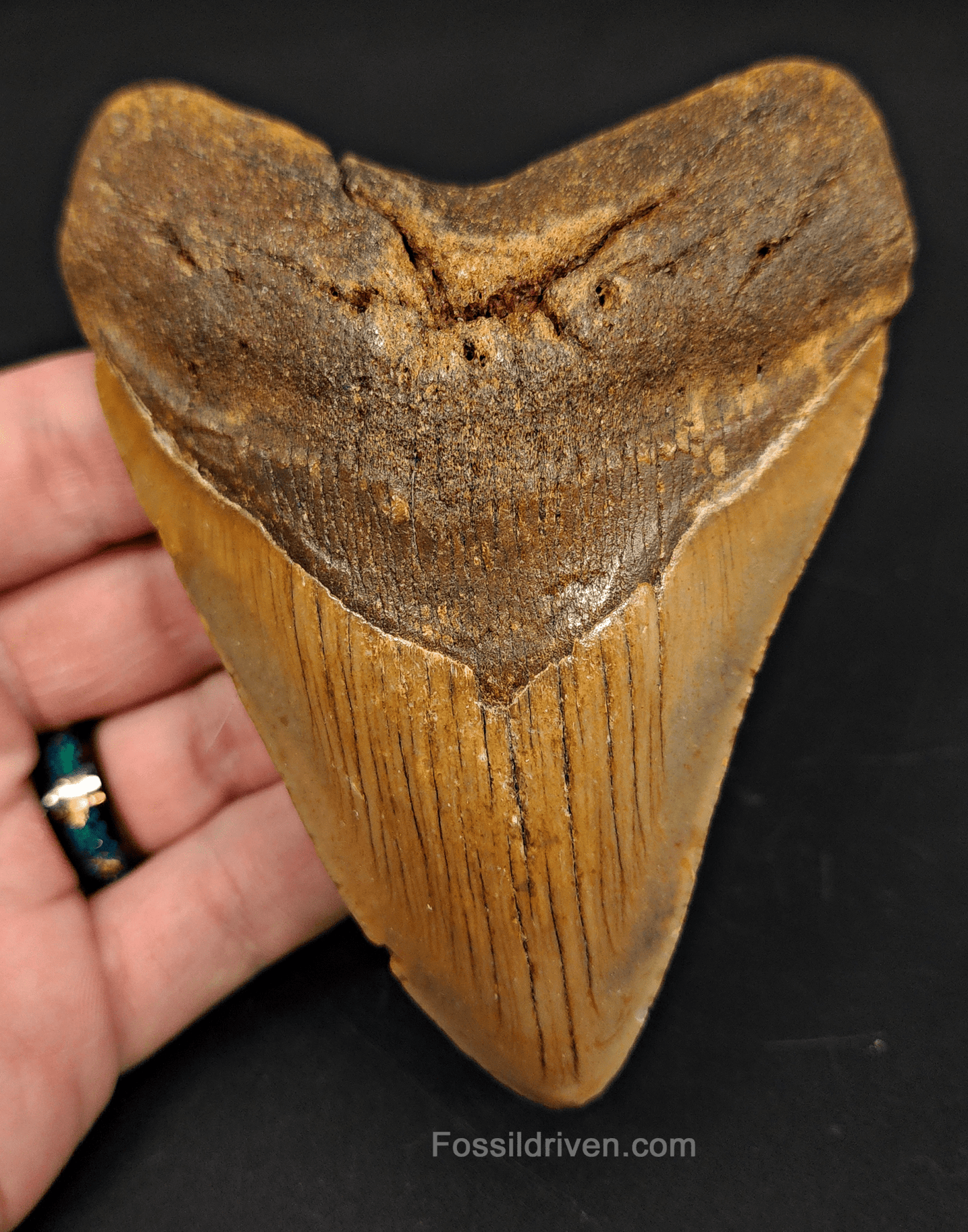 4.48" North Carolina Megalodon Tooth - Complete Specimen - Authentic Fossil Shark Tooth - Fossil Driven