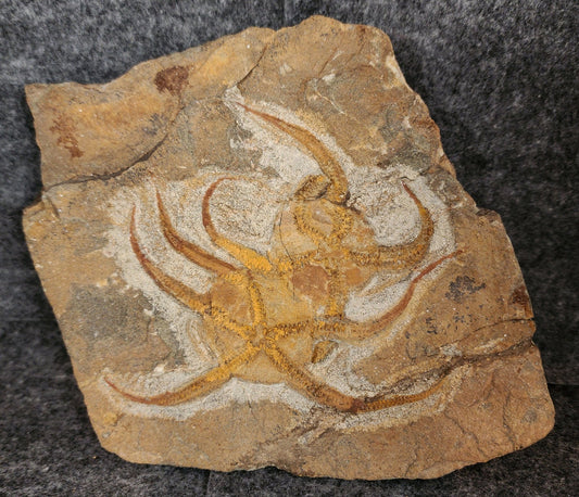 4.50" Fossil Brittle Stars – Jurassic Echinoderms from Morocco in 5.5" Matrix - Fossil Driven