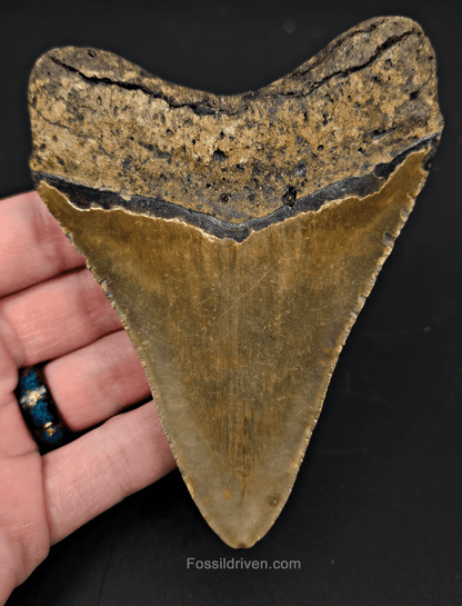4.51" North Carolina Megalodon Tooth - Complete Specimen - Authentic Fossil Shark Tooth - Fossil Driven