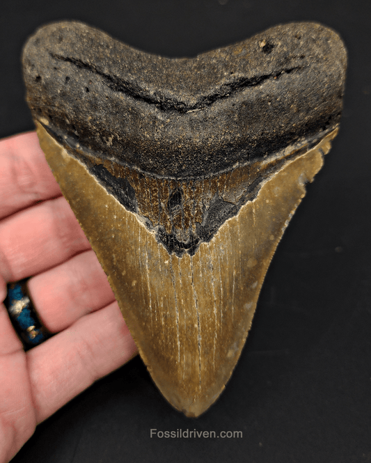 4.51" North Carolina Megalodon Tooth - Complete Specimen - Authentic Fossil Shark Tooth - Fossil Driven