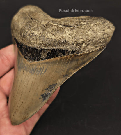 4.54" Fossil Megalodon Tooth - Savannah, Georgia | Fossil Driven - Fossil Driven