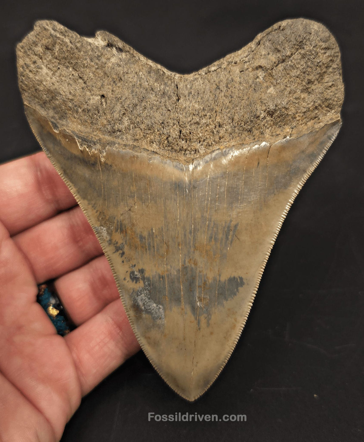 4.54" Fossil Megalodon Tooth - Savannah, Georgia | Fossil Driven - Fossil Driven