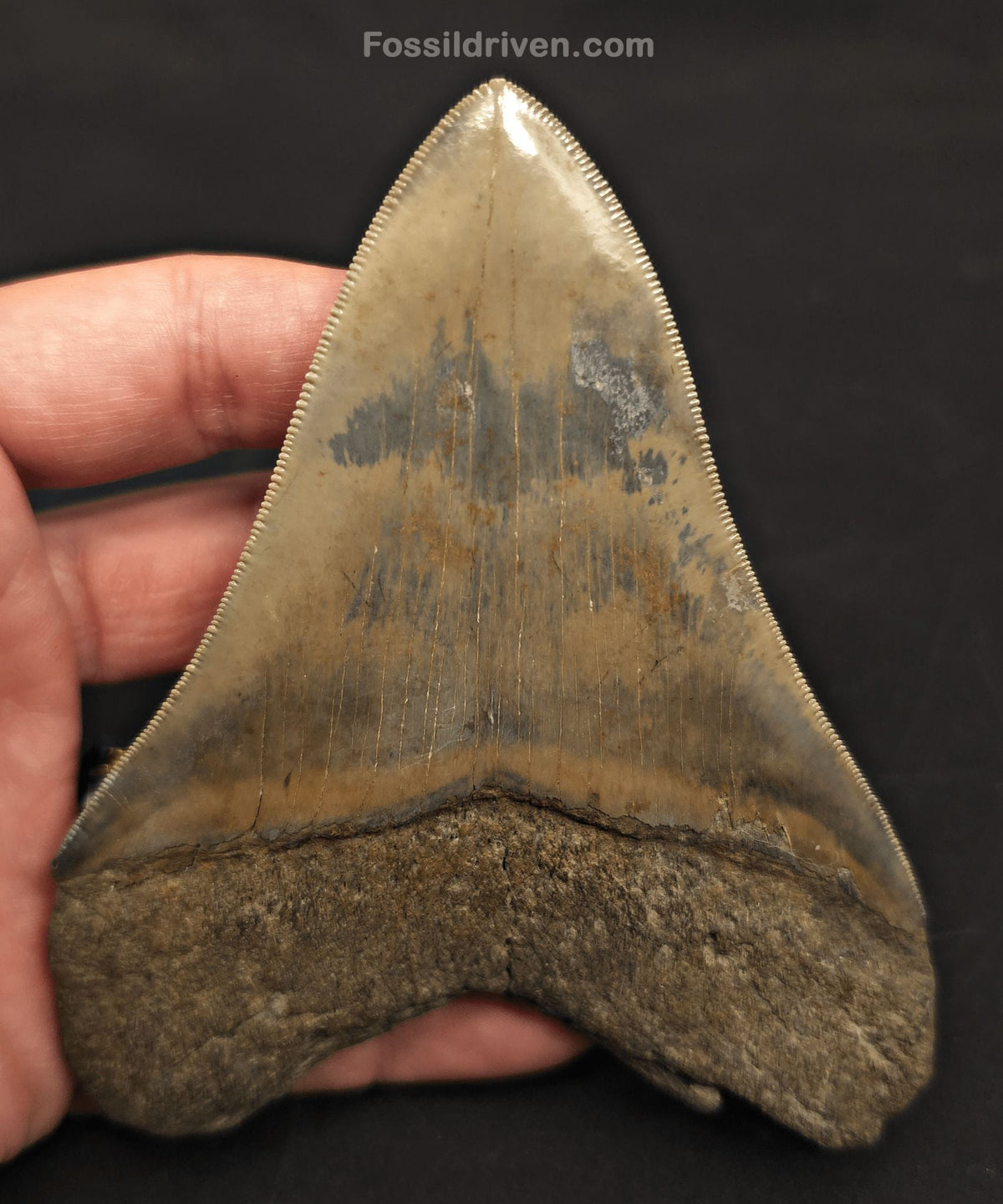 4.54" Fossil Megalodon Tooth - Savannah, Georgia | Fossil Driven - Fossil Driven
