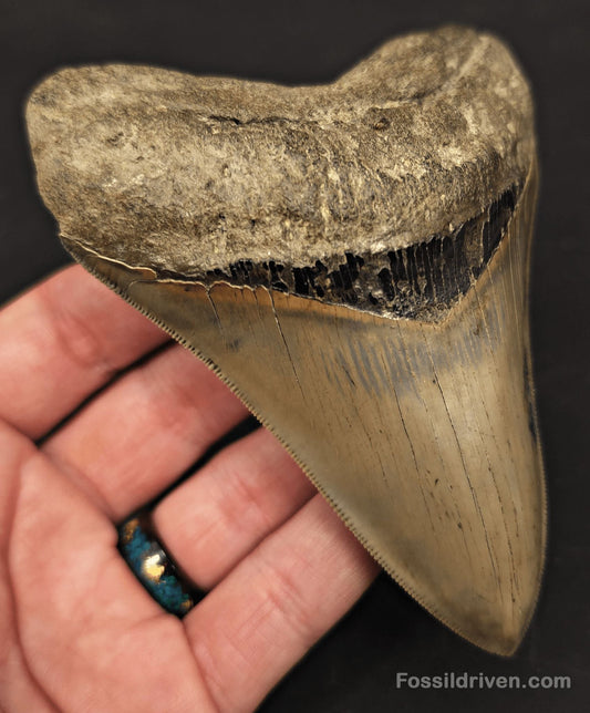 4.54" Fossil Megalodon Tooth - Savannah, Georgia | Fossil Driven - Fossil Driven