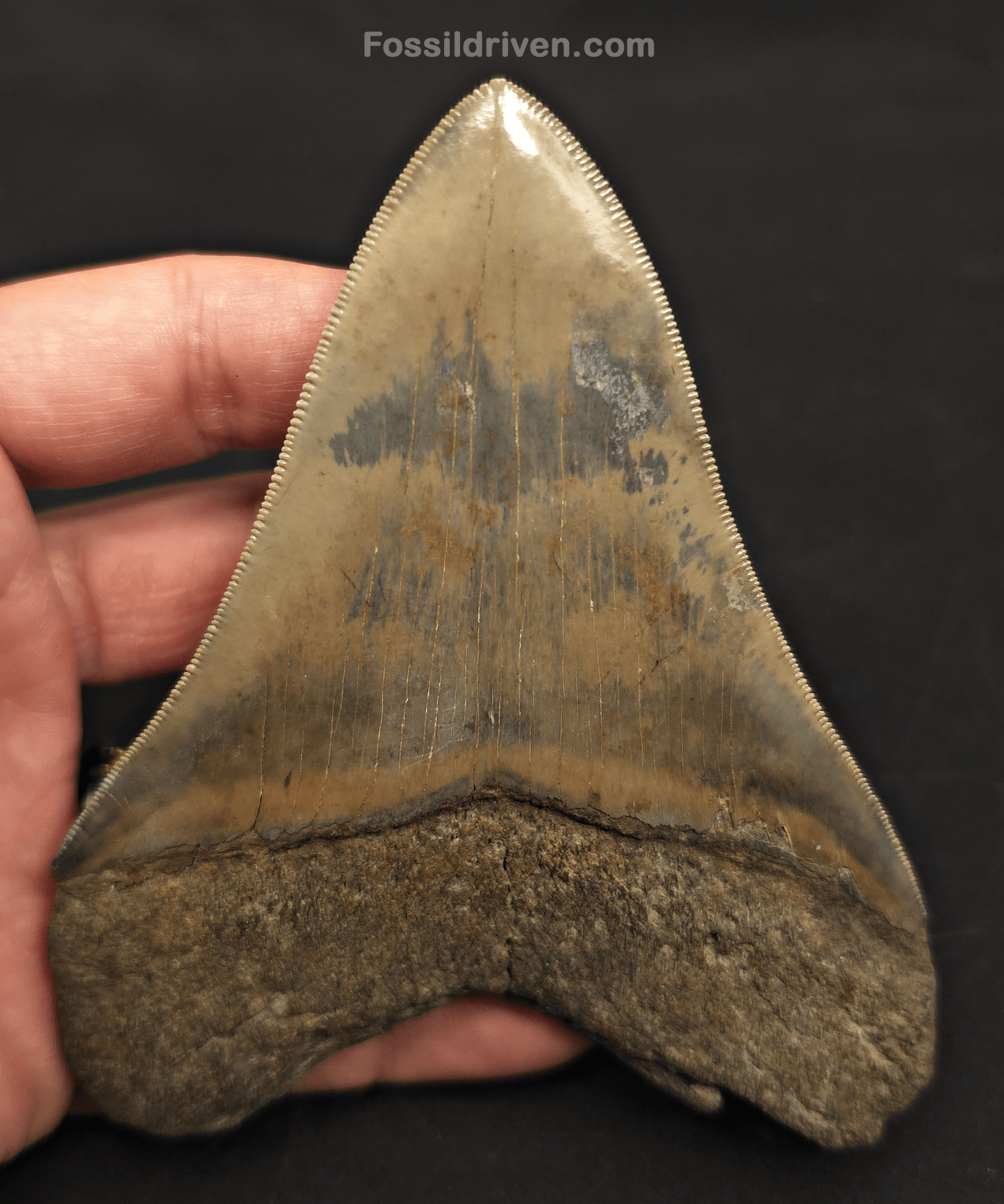 4.54" Georgia Megalodon Tooth - Sharply Serrated - Real Fossil Shark Tooth - Fossil Driven