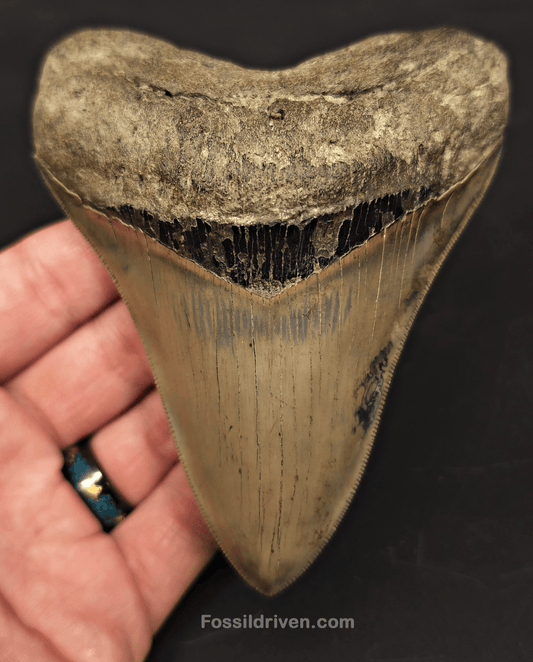 4.54" Georgia Megalodon Tooth - Sharply Serrated - Real Fossil Shark Tooth - Fossil Driven