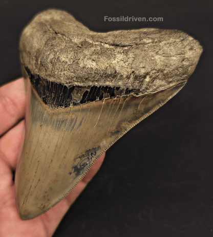 4.54" Georgia Megalodon Tooth - Sharply Serrated - Real Fossil Shark Tooth - Fossil Driven