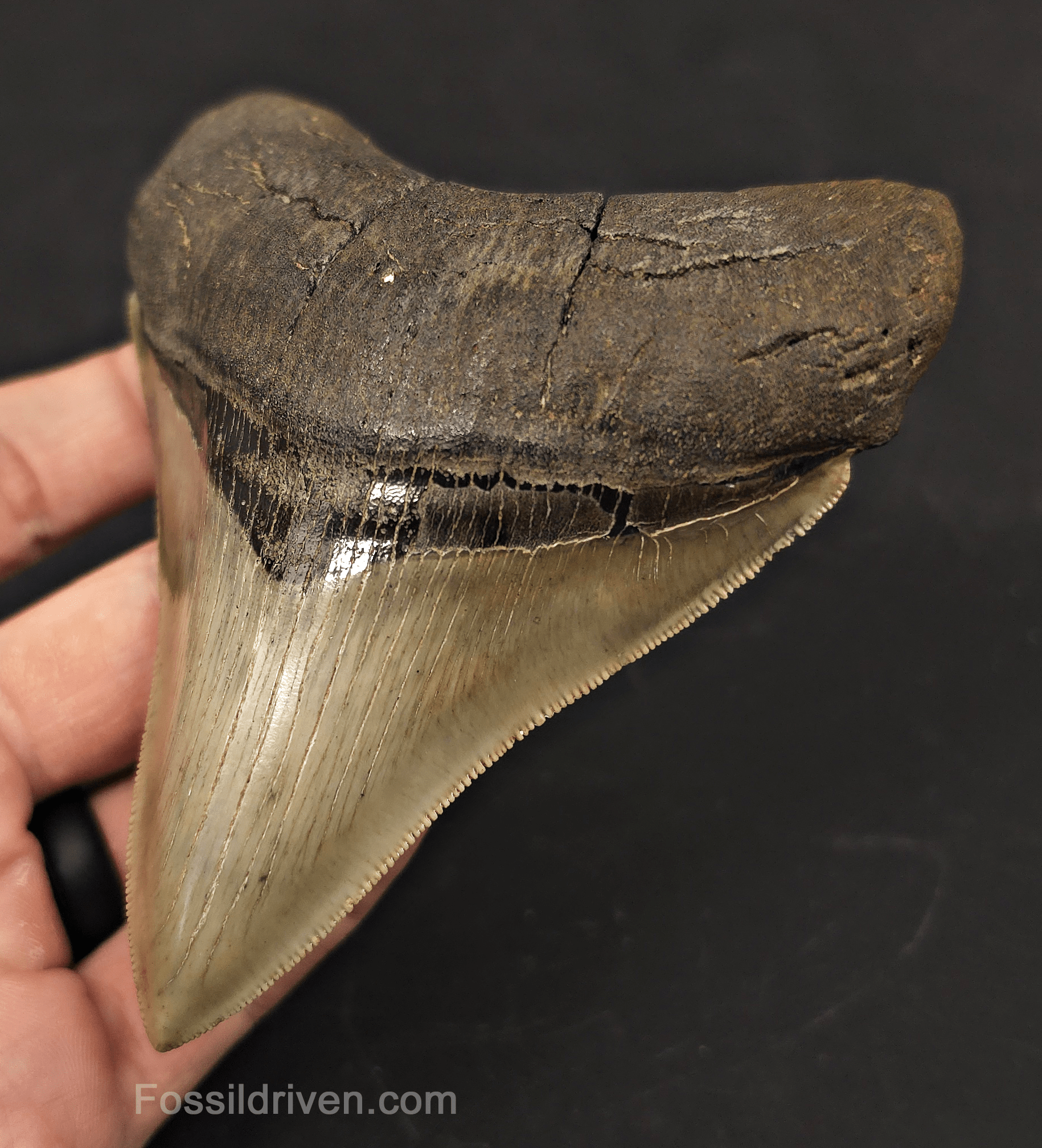 4.55" Collector Quality Fossil Megalodon Tooth - Savannah, Georgia - Fossil Driven