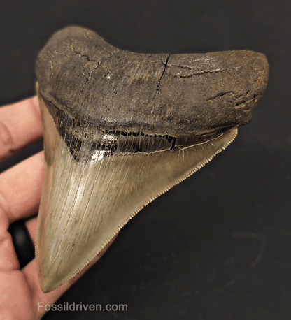4.55" Collector Quality Fossil Megalodon Tooth - Savannah, Georgia - Fossil Driven