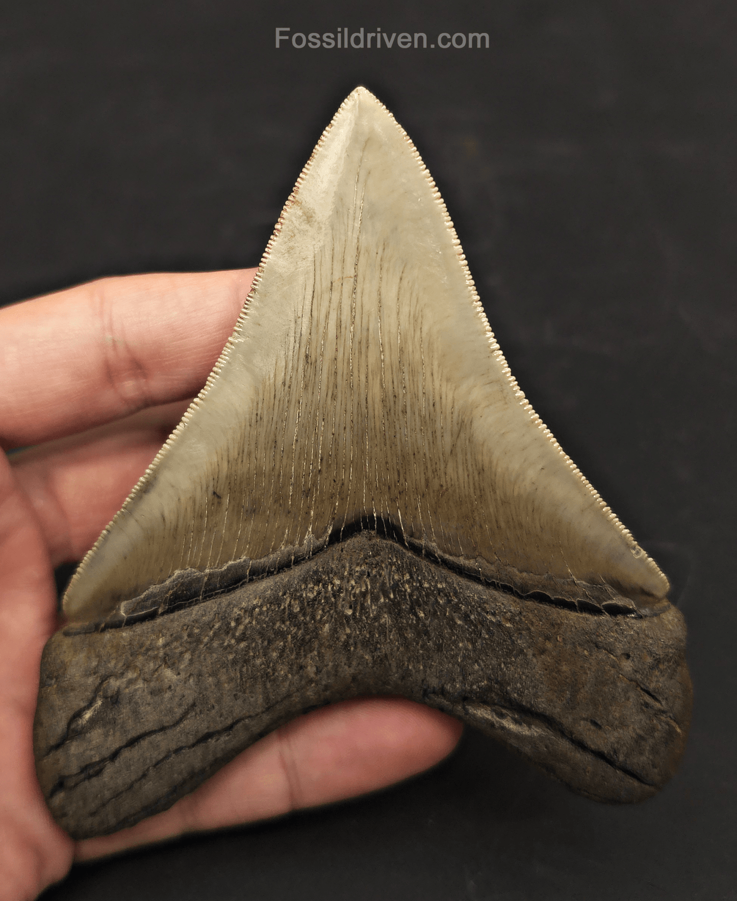 4.55" Collector Quality Fossil Megalodon Tooth - Savannah, Georgia - Fossil Driven