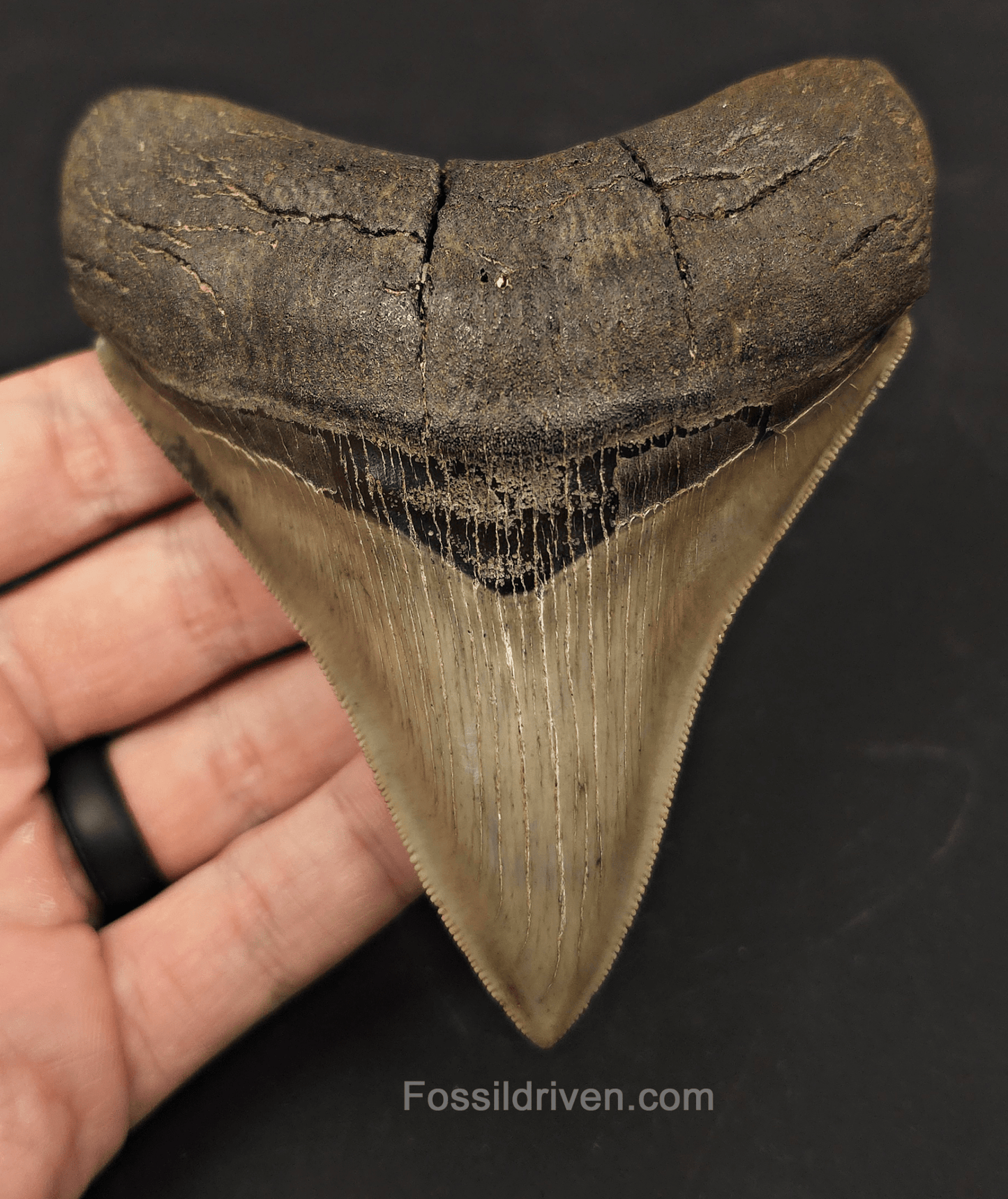 4.55" Collector Quality Fossil Megalodon Tooth - Savannah, Georgia - Fossil Driven