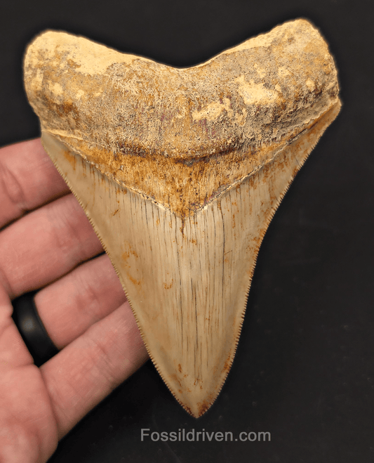 4.56" High - Quality Fossil Megalodon Tooth - Java, Indonesia | Fossil Driven - Fossil Driven