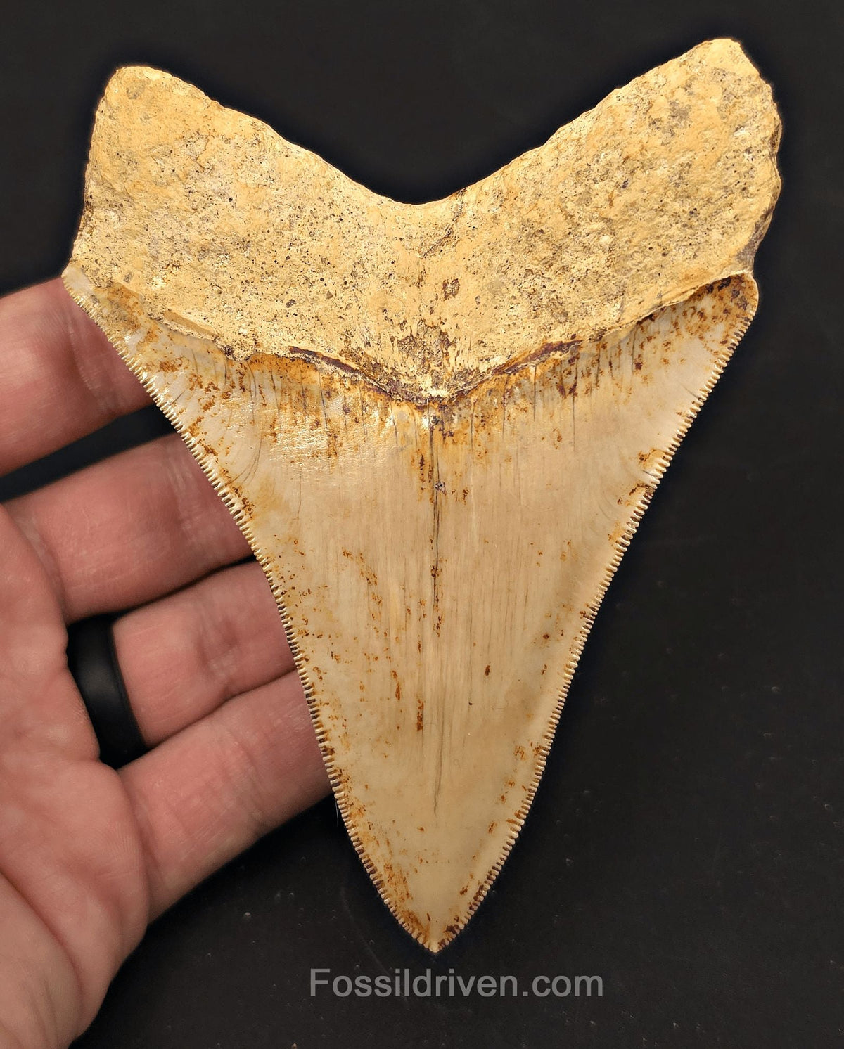 4.56" High-Quality Fossil Megalodon Tooth - Java, Indonesia | Fossil Driven - Fossil Driven