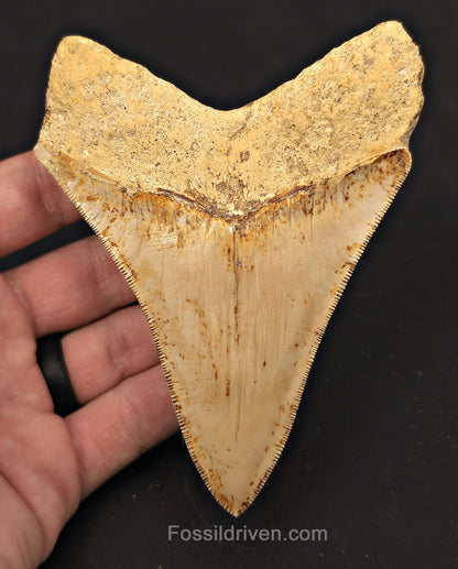 4.56" High-Quality Fossil Megalodon Tooth - Java, Indonesia | Fossil Driven - Fossil Driven