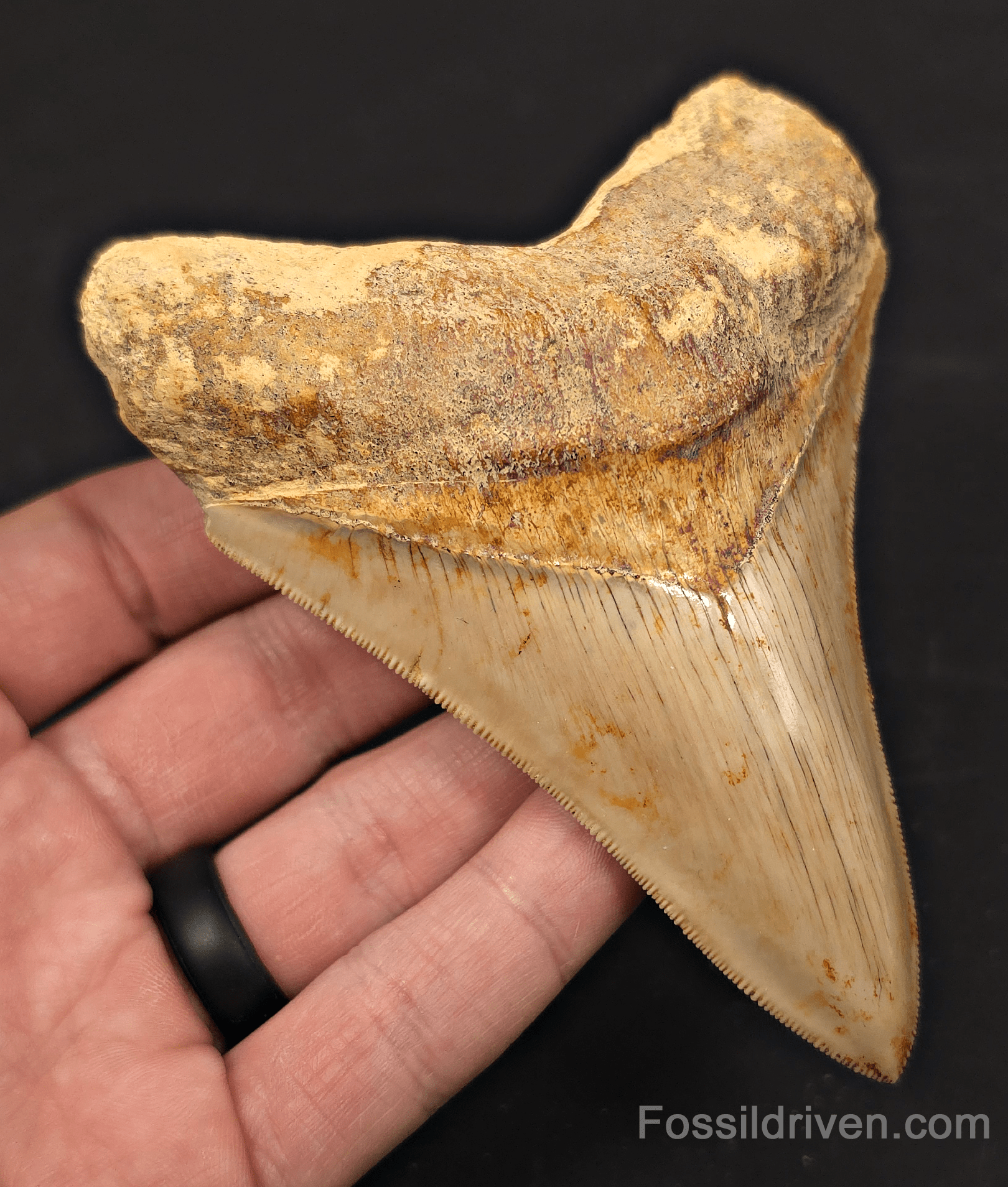 4.56" High - Quality Fossil Megalodon Tooth - Java, Indonesia | Fossil Driven - Fossil Driven