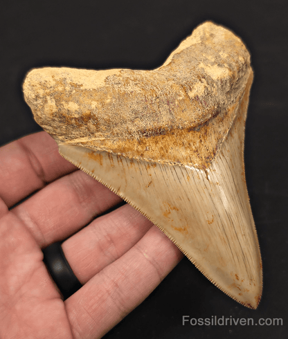 4.56" High - Quality Fossil Megalodon Tooth - Java, Indonesia | Fossil Driven - Fossil Driven
