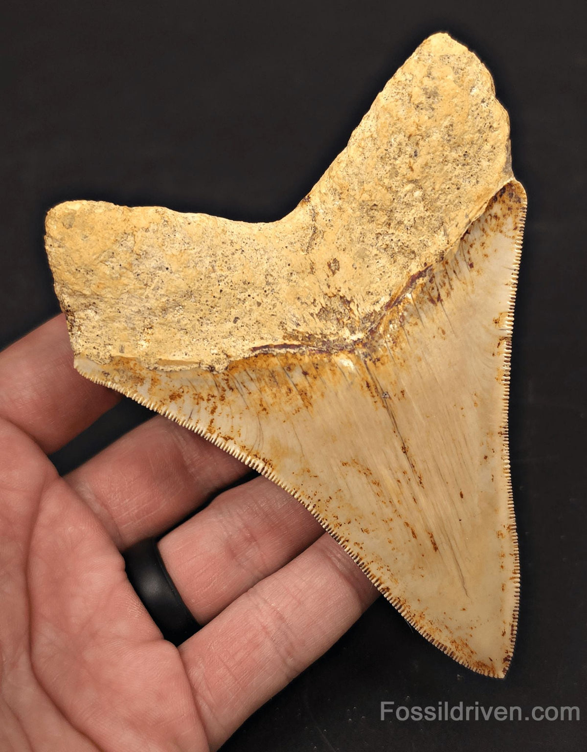 4.56" High-Quality Fossil Megalodon Tooth - Java, Indonesia | Fossil Driven - Fossil Driven