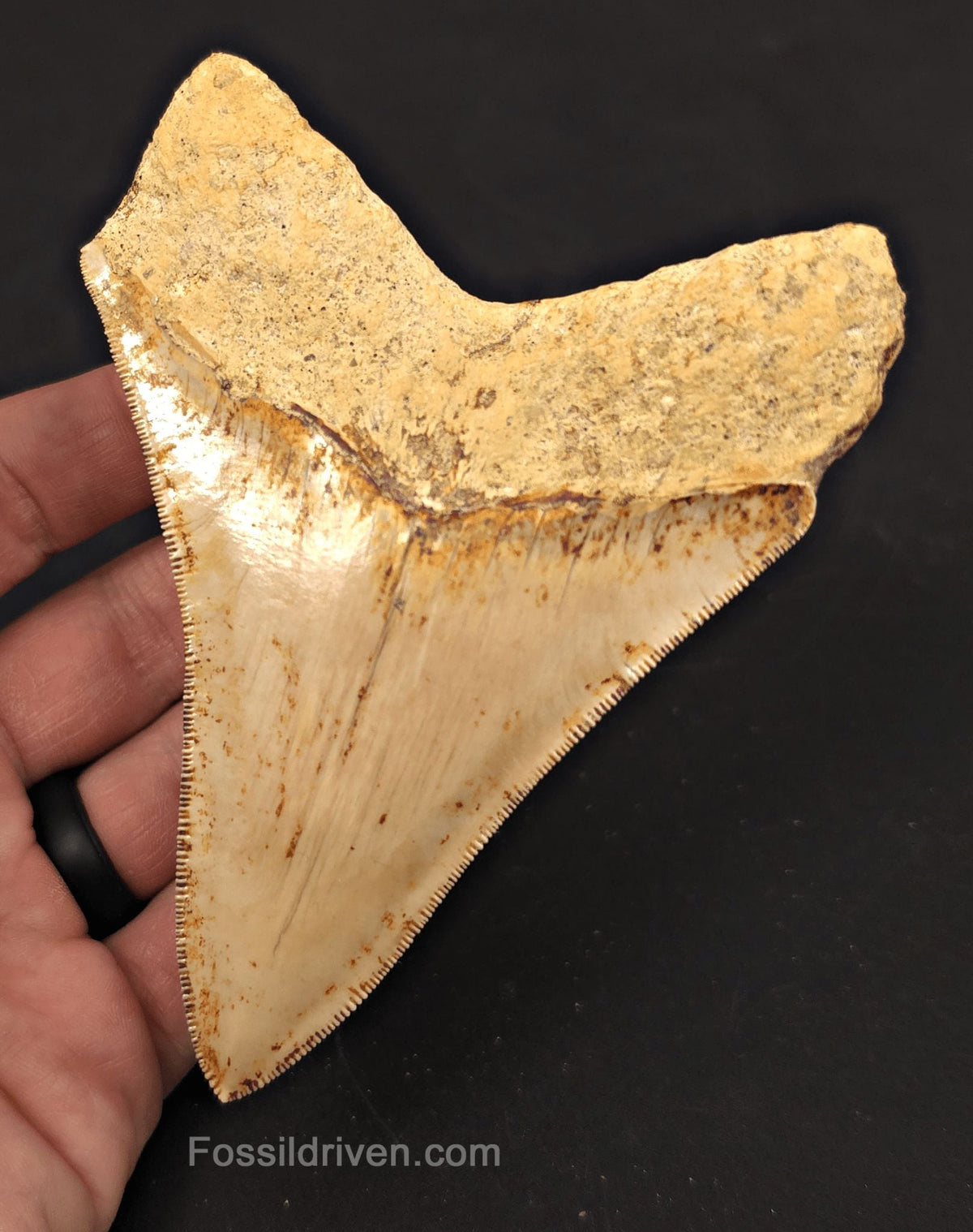 4.56" High-Quality Fossil Megalodon Tooth - Java, Indonesia | Fossil Driven - Fossil Driven