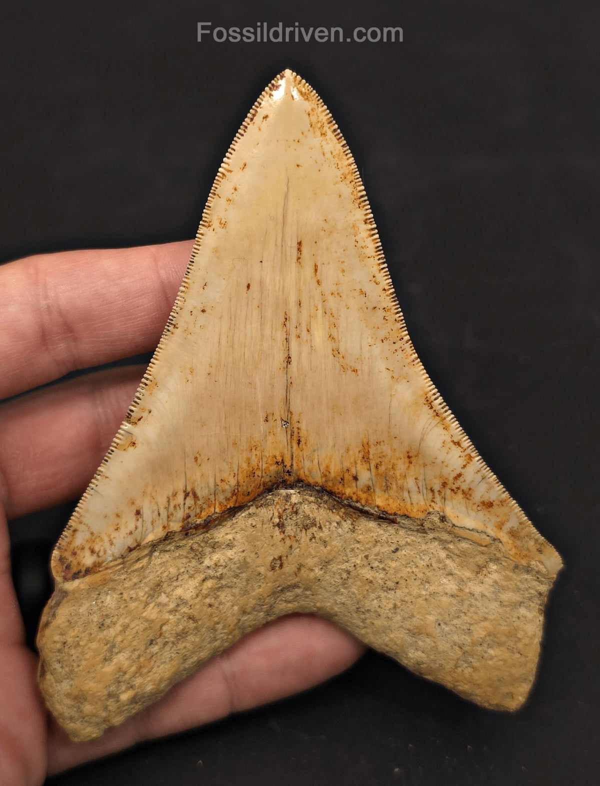 4.56" High-Quality Fossil Megalodon Tooth - Java, Indonesia | Fossil Driven - Fossil Driven