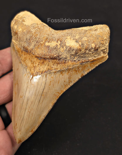 4.56" High-Quality Fossil Megalodon Tooth - Java, Indonesia | Fossil Driven - Fossil Driven