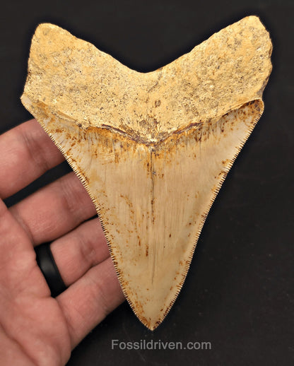 4.56" High-Quality Fossil Megalodon Tooth - Java, Indonesia | Fossil Driven - Fossil Driven
